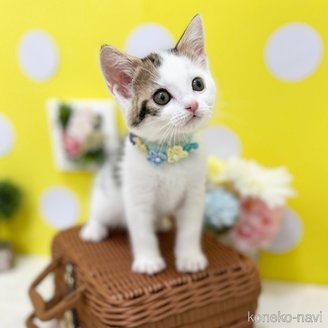 販売中の神奈川県のスコティッシュフォールド-117949の4枚目