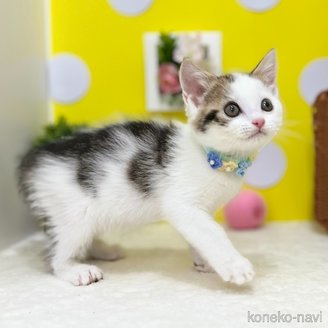 販売中の神奈川県のスコティッシュフォールド-117949の5枚目