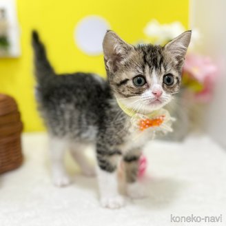 成約済の神奈川県のスコティッシュフォールド-117950の4枚目
