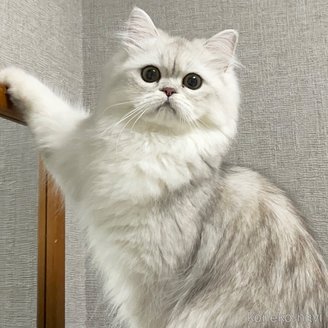 ちらしちゃん1枚目