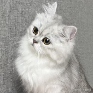 ちらしちゃん1枚目