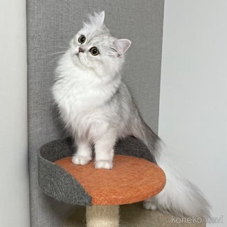 ちらしちゃん1枚目