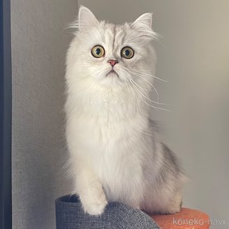 ちらしちゃん1枚目