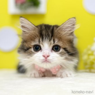 成約済の神奈川県のスコティッシュフォールド-117951の1枚目