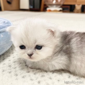 販売中の愛知県のミヌエット-117952の5枚目