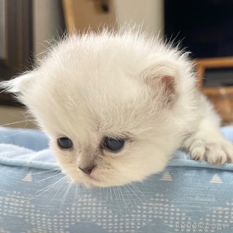 販売中の愛知県のミヌエット-117952の3枚目