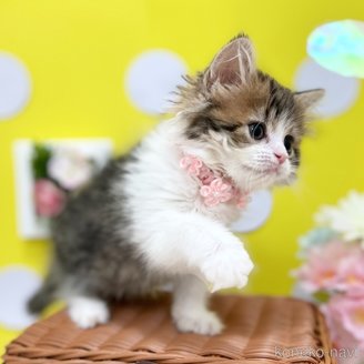 成約済の神奈川県のスコティッシュフォールド-117951の3枚目