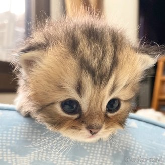 販売中の愛知県のミヌエット-117954の2枚目
