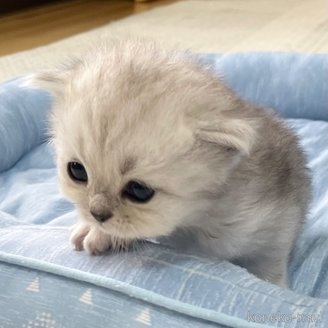 販売中の愛知県のミヌエット-117955の2枚目
