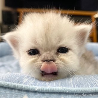 販売中の愛知県のミヌエット-117956の6枚目