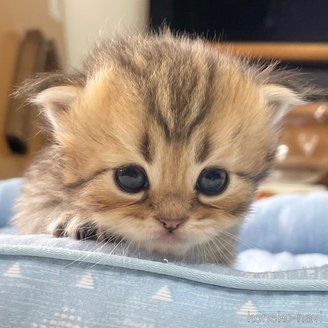 販売中の愛知県のミヌエット-117957の5枚目
