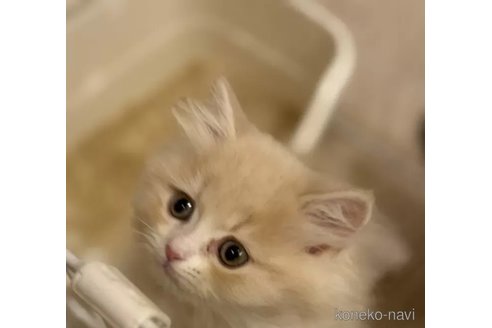 販売中の長野県のミヌエット-115406の3枚目