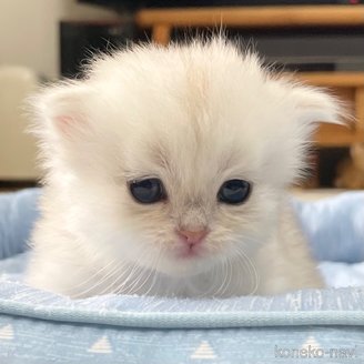 販売中の愛知県のミヌエット-117958の2枚目