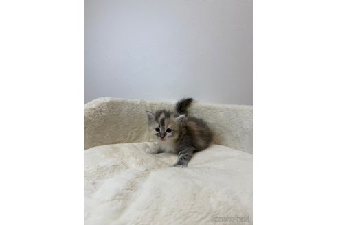 販売中の埼玉県のサイベリアン-117557の3枚目