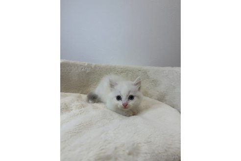 販売中の埼玉県のラムキン-117526の3枚目
