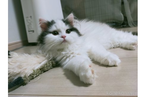 販売中の熊本県のラガマフィン-111232の2枚目