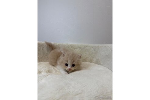 販売中の埼玉県のスコティッシュフォールド-117544の3枚目