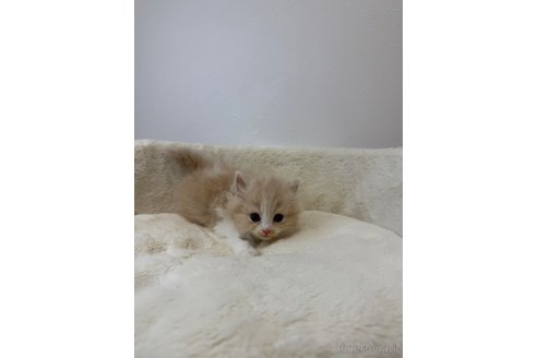 販売中の埼玉県のスコティッシュフォールド-117544の4枚目