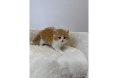 販売中の埼玉県のスコティッシュフォールド-117543の3枚目