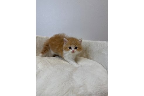 販売中の埼玉県のスコティッシュフォールド-117543の4枚目