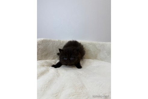 販売中の埼玉県のラガマフィン-117541の3枚目