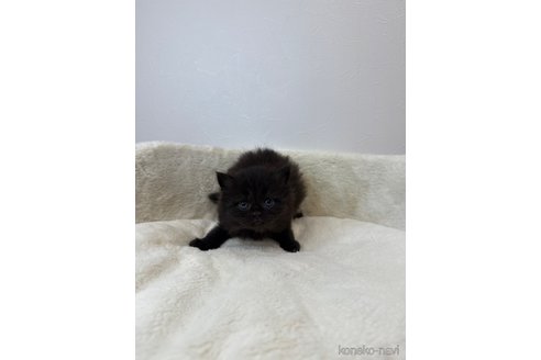 販売中の埼玉県のラガマフィン-117541の4枚目
