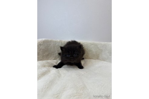 販売中の埼玉県のラガマフィン-117541の5枚目