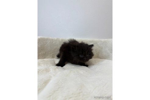 販売中の埼玉県のラガマフィン-117540の3枚目