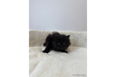 販売中の埼玉県のラガマフィン-117540の4枚目