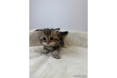 販売中の埼玉県のサイベリアン-117538の3枚目