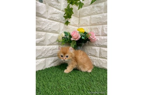 販売中の岡山県のアメリカンカール-117960の18枚目