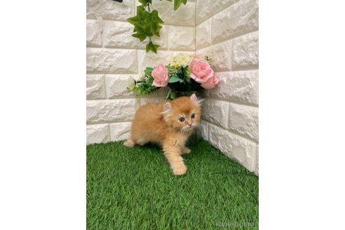 販売中の岡山県のアメリカンカール-117960の15枚目