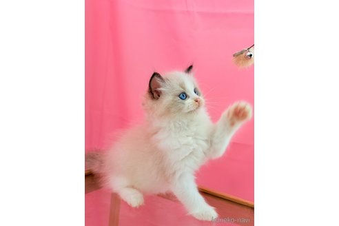 販売中の東京都のラグドール-117993の5枚目