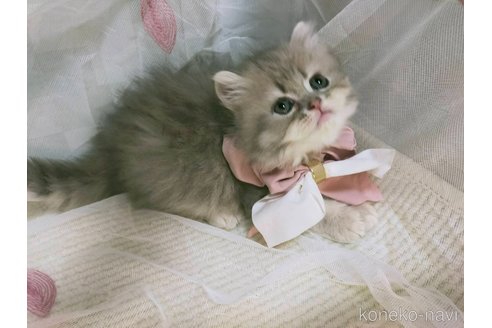 販売中の熊本県のラガマフィン-117996