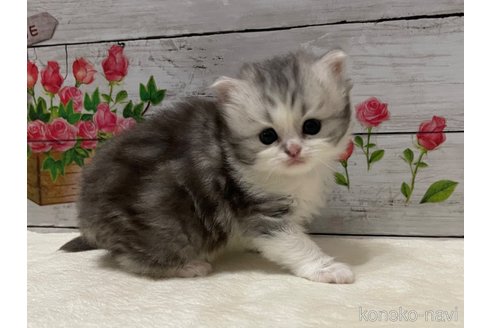 商談中の山梨県のマンチカン-117998の3枚目
