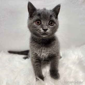販売中の三重県のブリティッシュショートヘア-114546の2枚目