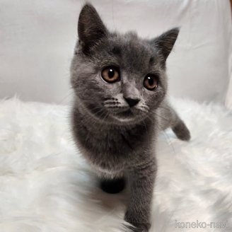 販売中の三重県のブリティッシュショートヘア-114546の3枚目