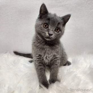 販売中の三重県のブリティッシュショートヘア-114546の4枚目