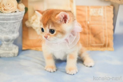 商談中の群馬県のブリティッシュショートヘア-114601の4枚目