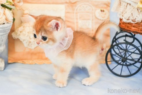 商談中の群馬県のブリティッシュショートヘア-114601の6枚目