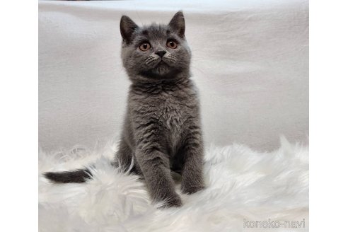 販売中の三重県のブリティッシュショートヘア-114545の3枚目