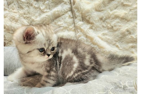 成約済の北海道のエキゾチックショートヘア-115818の4枚目