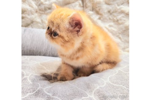成約済の北海道のエキゾチックショートヘア-115819の5枚目