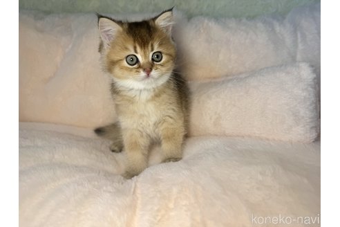 販売中の群馬県のブリティッシュショートヘア-117580の7枚目