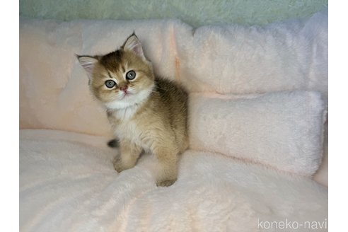 販売中の群馬県のブリティッシュショートヘア-117580