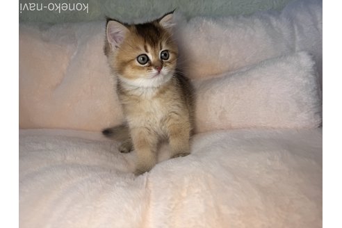 販売中の群馬県のブリティッシュショートヘア-117580の6枚目