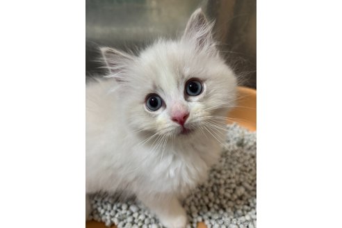 販売中の兵庫県のラグドール-118006の2枚目