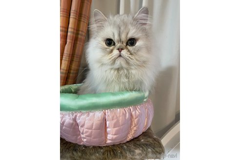 販売中の和歌山県のペルシャ(チンチラ)-118010の4枚目