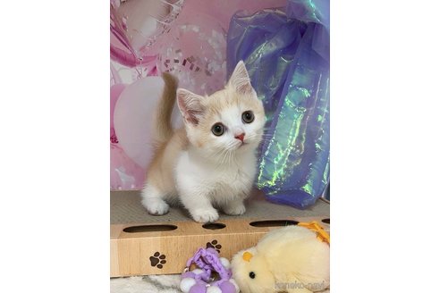 販売中の千葉県のミヌエット(短足)-118015の10枚目