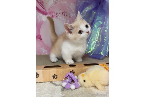 販売中の千葉県のミヌエット(短足)-118015の9枚目
